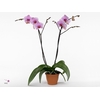 Phalaenopsis Washington, 3-spike 22+ Pink Ceramics