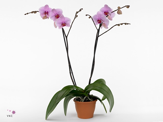 Phalaenopsis Washington, 3-spike 22+ Pink Ceramics