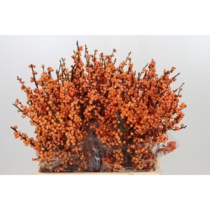Ilex winter gold