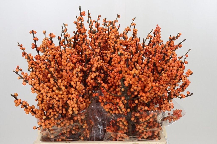 <h4>Ilex winter gold</h4>
