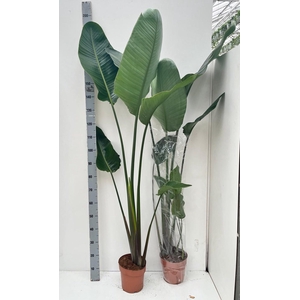 STRELITZIA NICOLAI