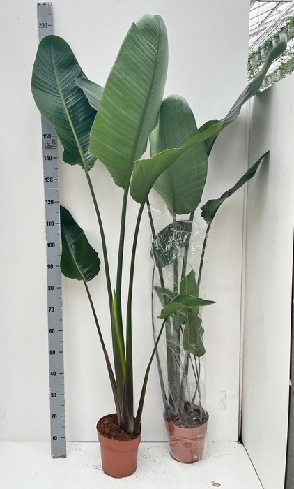 <h4>STRELITZIA NICOLAI</h4>