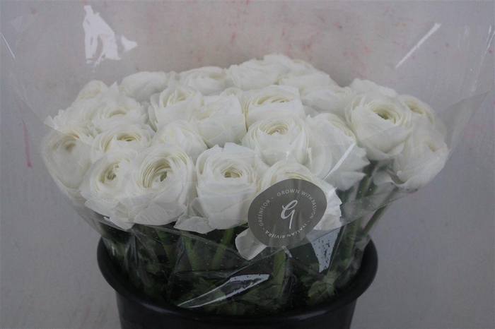 <h4>Ran Cloni Sup Cover</h4>