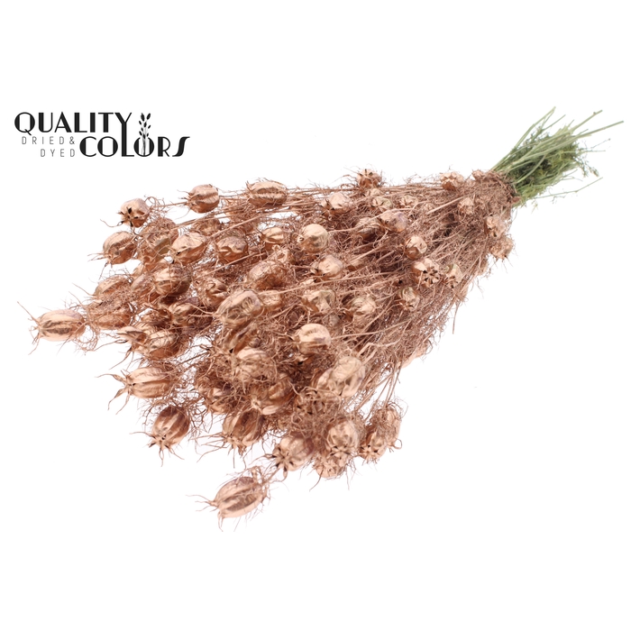 <h4>Nigella per bunch Copper</h4>