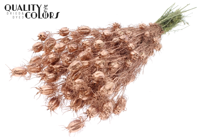 Nigella per bunch Copper