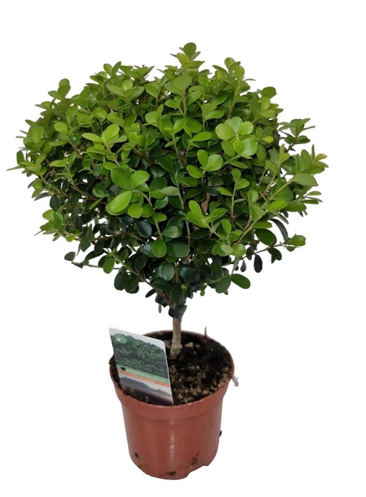 <h4>Myrsine Africana Stem</h4>
