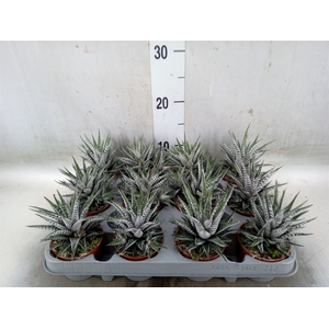 Haworthia fasciala 'Alba'