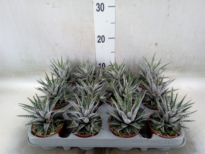 <h4>Haworthia fasciala 'Alba'</h4>