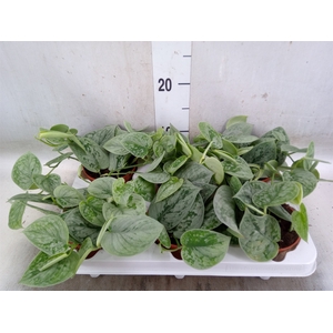 Scindapsus pictus 'Silvery Ann'