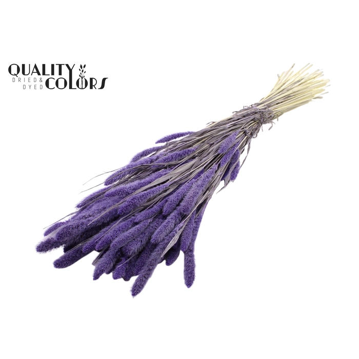 <h4>Setaria per bunch Bleached  Milka</h4>