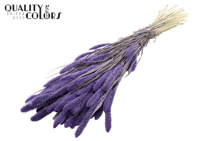 Setaria per bunch Bleached  Milka