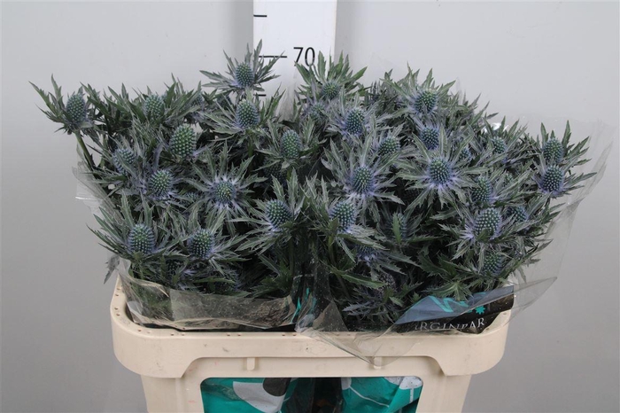 <h4>Eryn Orion Qstar</h4>