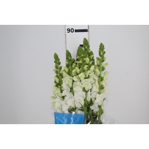 BOCA DE LEAO MONACO WHITE 080 CM