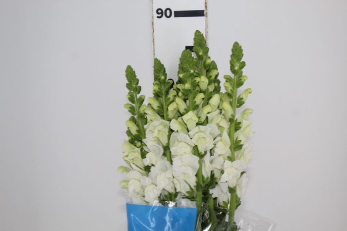 <h4>BOCA DE LEAO MONACO WHITE 080 CM</h4>