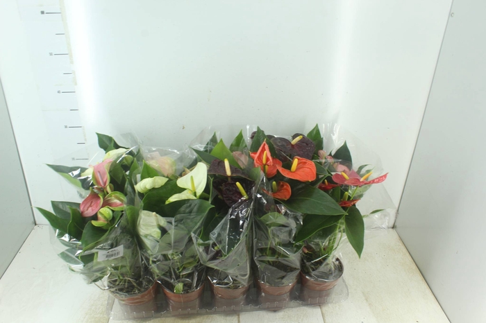 <h4>ANTHURIUM VARIADO P12</h4>