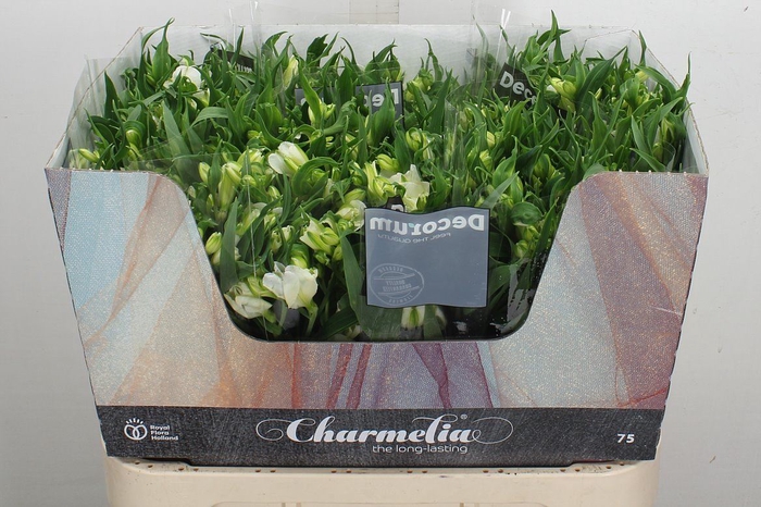<h4>Alstroemeria flor. 'Charmelia Blan'</h4>