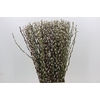 Salix Caprea Snow Flake Premium