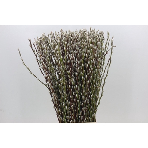 Salix Caprea Snow Flake Premium