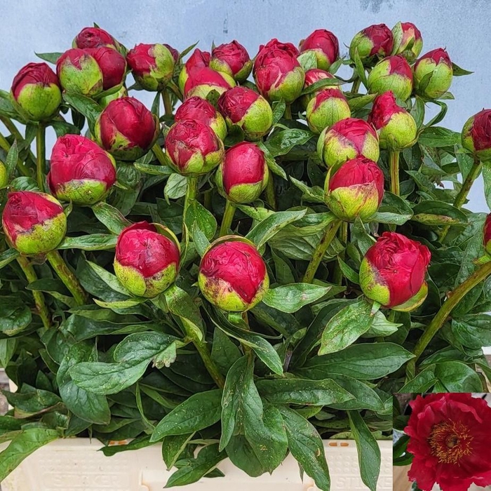 <h4>PAEO RED RED ROSE</h4>