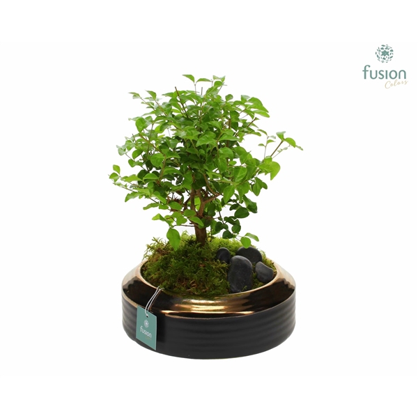 <h4>Schaal keramiek brons Large met Bonsai</h4>