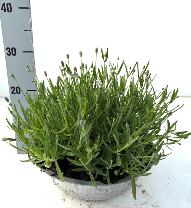 <h4>LAVAN AN ESSENCE PUR</h4>