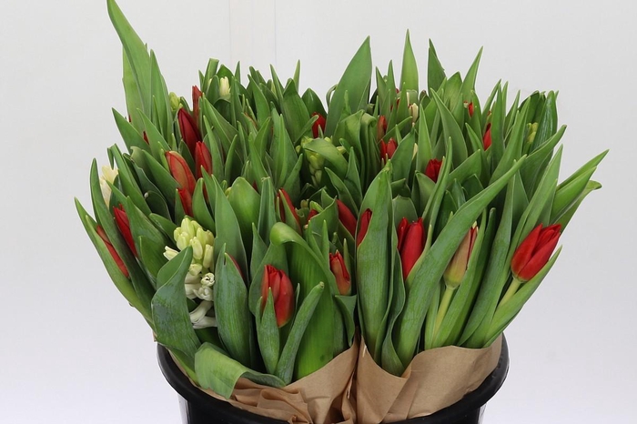 <h4>Tulip Other</h4>