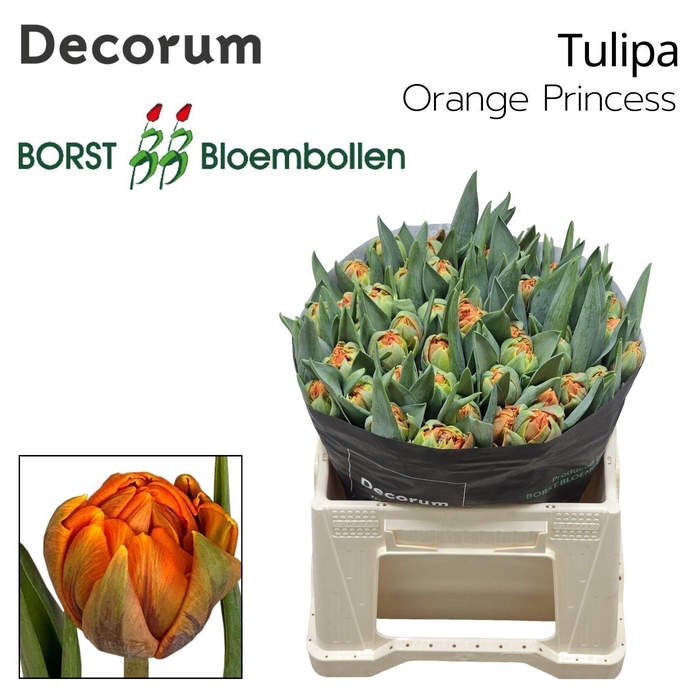 <h4>TU DU ORANGE PRINCES</h4>