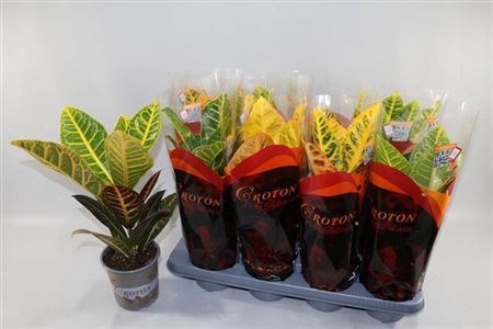 <h4>Codiaeum variegatum grootbladig 'Petra'</h4>