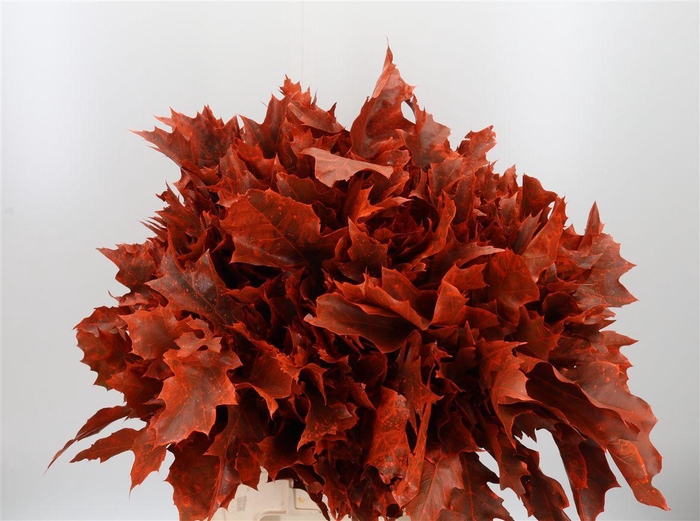<h4>Eik Grof Frost Oranje</h4>