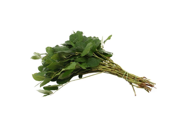 <h4>Salal Long Air</h4>