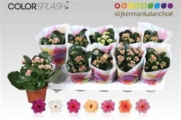 <h4>KAL GE GEM 7 KL</h4>