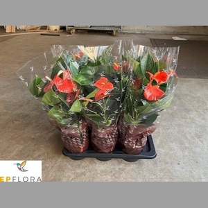 ANTHU AN PR OF ORANG