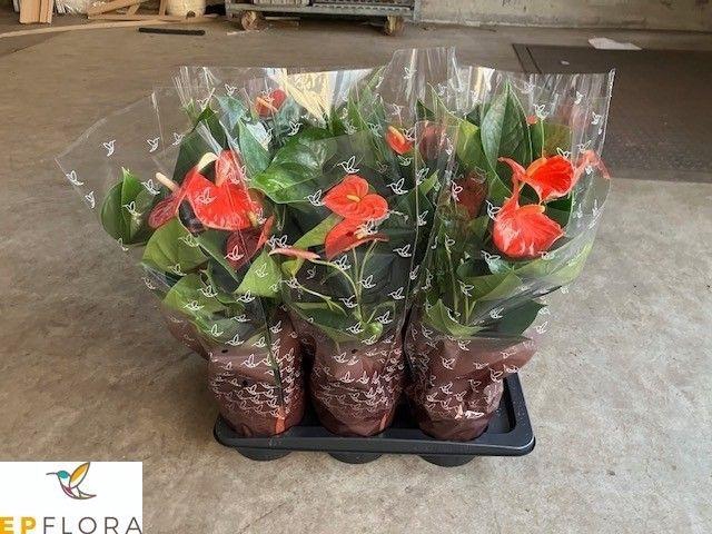 <h4>ANTHU AN PR OF ORANG</h4>