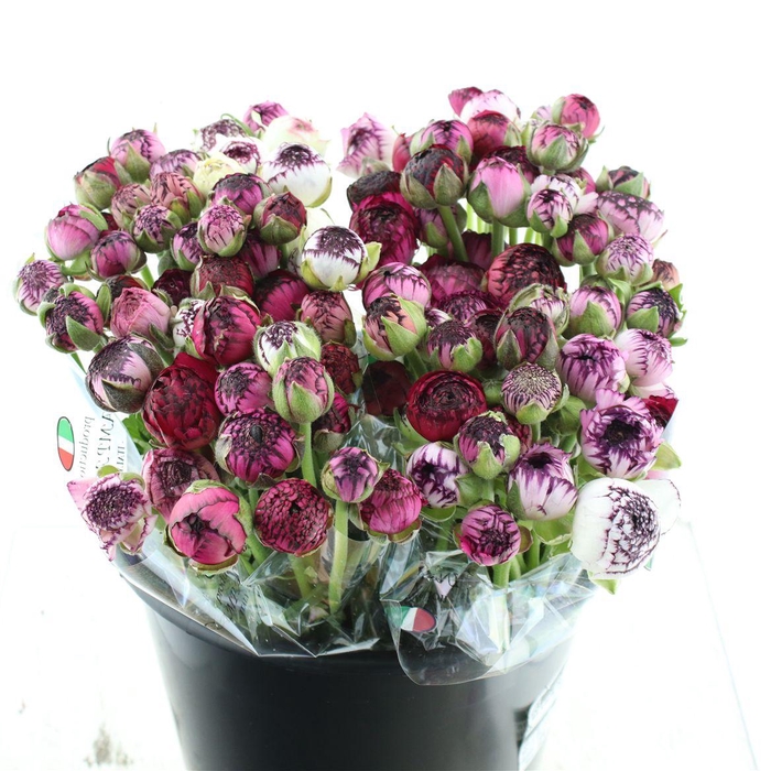 <h4>Ran El Cappuccino</h4>