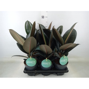 Ficus elastica 'Abidjan'