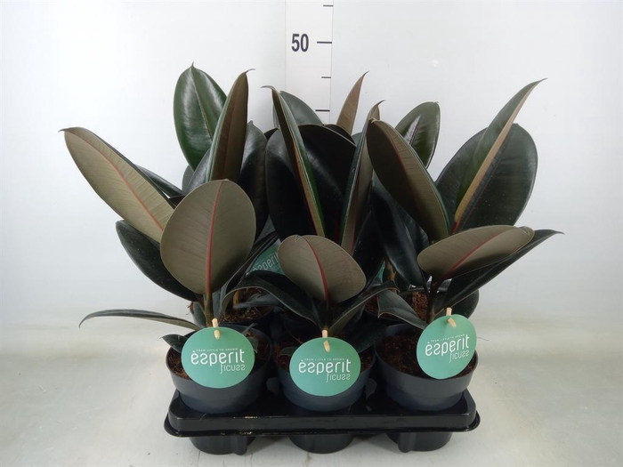 <h4>Ficus elastica 'Abidjan'</h4>
