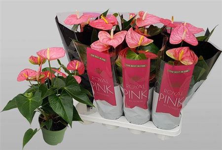 <h4>Anthurium Andreanum Grp Colorado</h4>