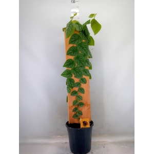 Monstera dubia    ...juveniel