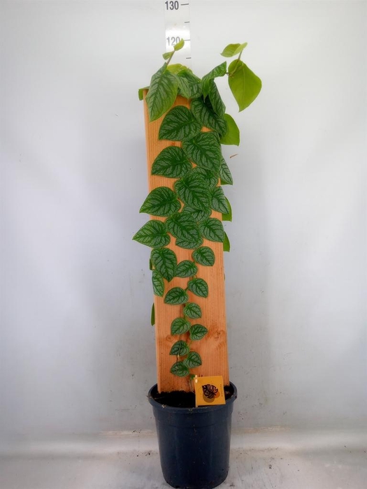 <h4>Monstera dubia    ...juveniel</h4>