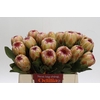 Protea Grandicolor