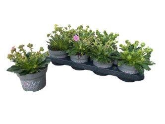 <h4>LEWI ROCKY COLOR GEM</h4>