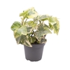 HEDERA HELIX P6 GEELBONT