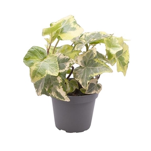 HEDERA HELIX P6 GEELBONT