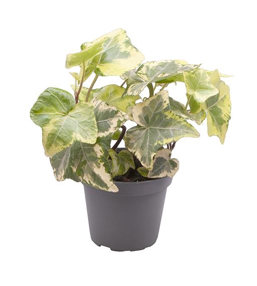 HEDERA HELIX p6 geelbont