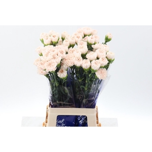 Dianthus ST 'Brut'