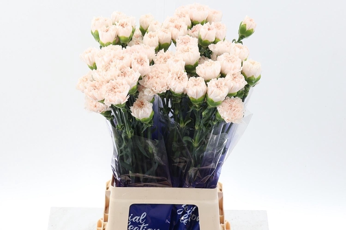 <h4>Dianthus ST 'Brut'</h4>