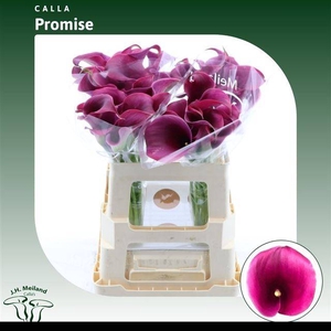 Zantedeschia captain promise