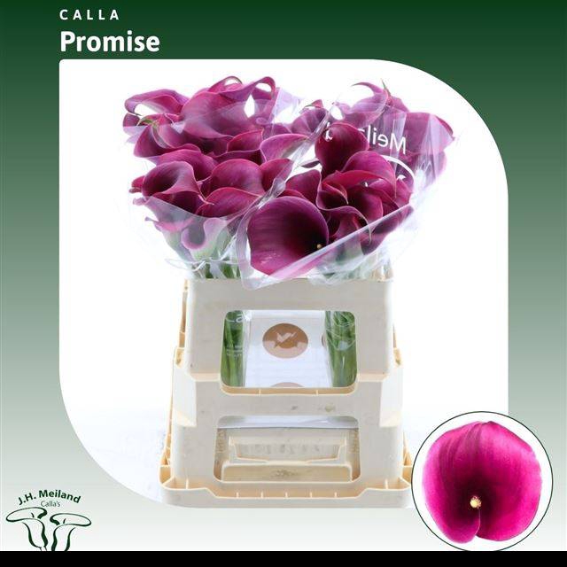 <h4>Zantedeschia captain promise</h4>