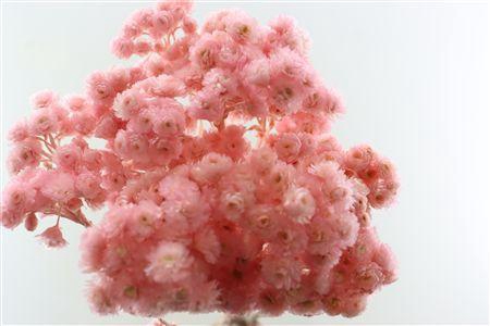 <h4>Dried Immortellen L Pink Paper X10</h4>