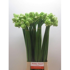 Ornith Arabicum Saundersiae